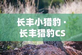 长丰小猎豹 · 长丰猎豹CS10