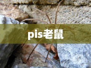 pis老鼠