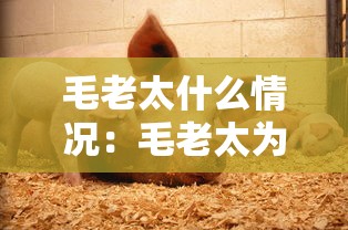 毛老太什么情况：毛老太为什么隐瞒行程